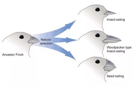 A diagram showing the evolution of finches into different species adjusted to different niches