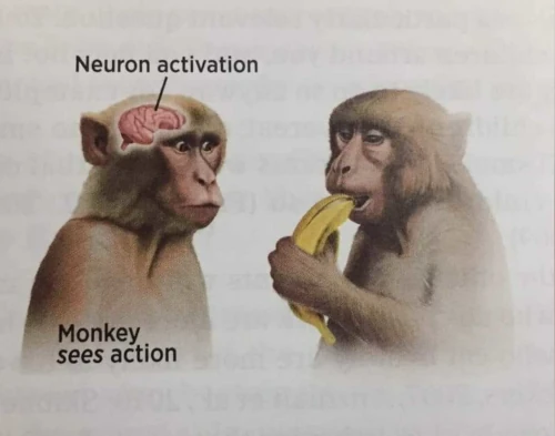 A biology textbook diagram labelled "Monkey *sees* action"/"Neuron activation"