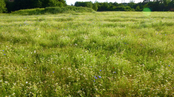 A meadow.